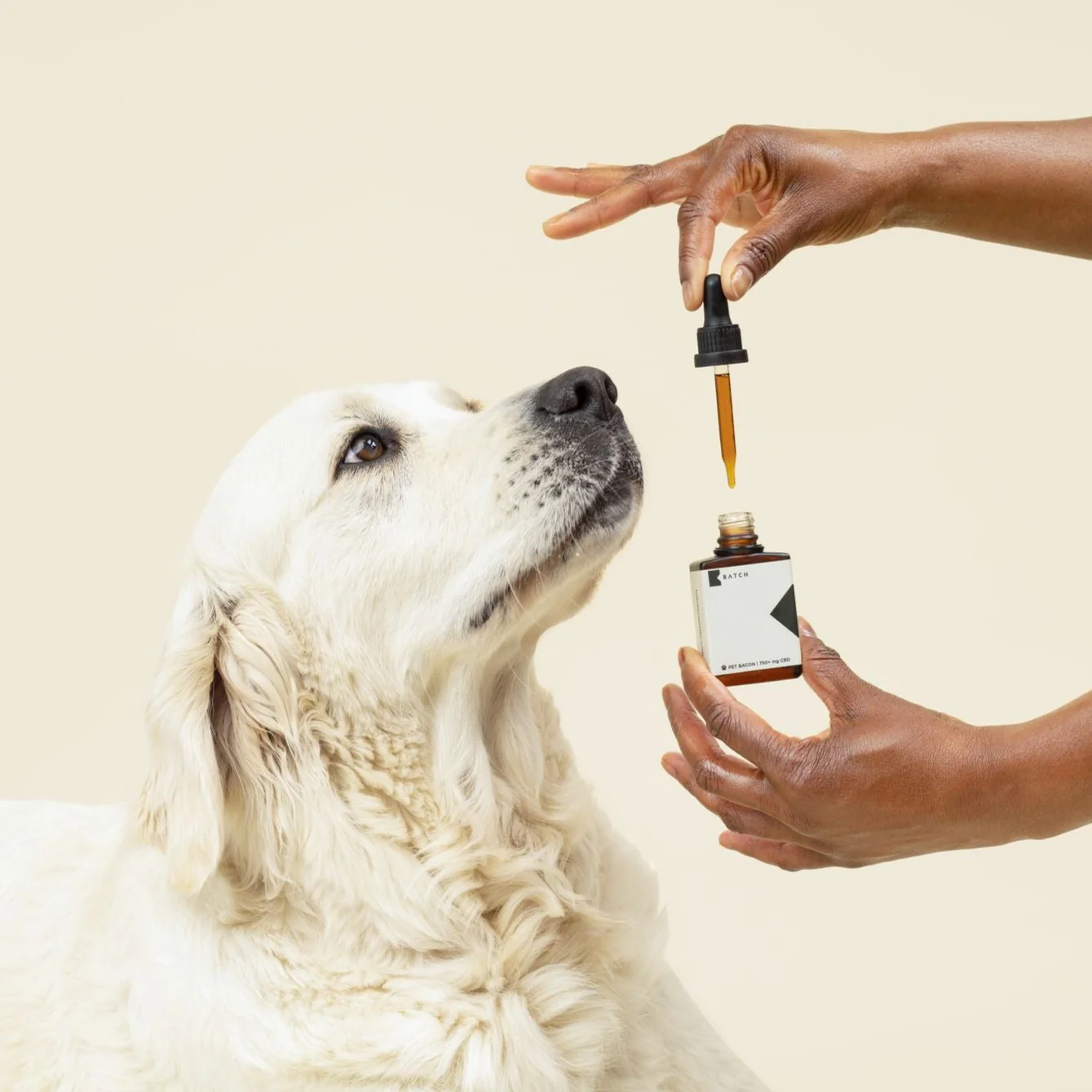 cbd dog
